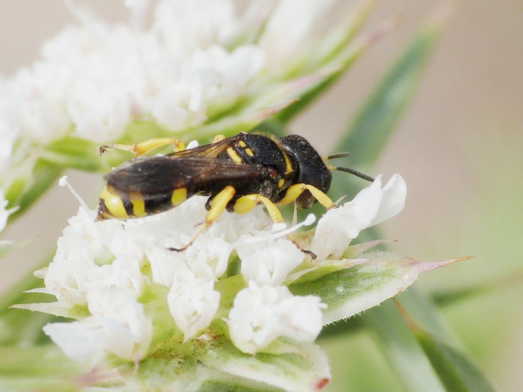 Crabronidae: Ectemnius sp.